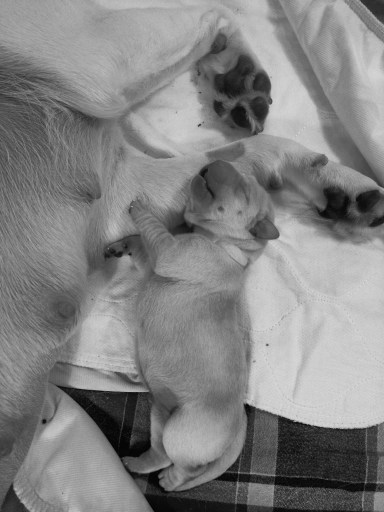 sugar-paw-and-pup-black-and-white
