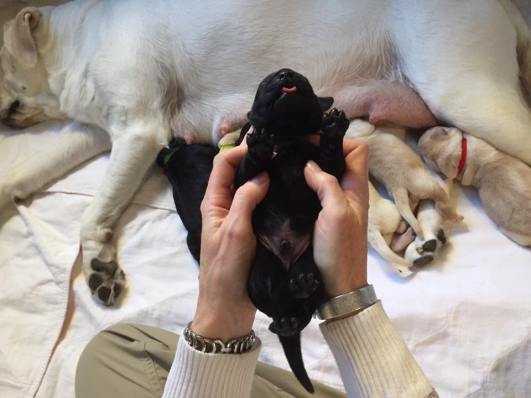 super-puppy-training-photo