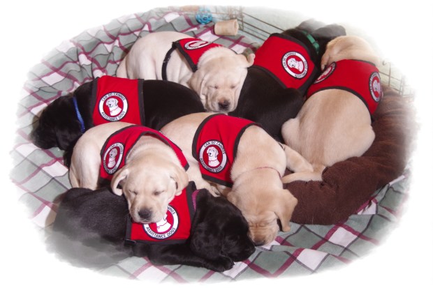 l-litter-group-shot-6-weeks-old