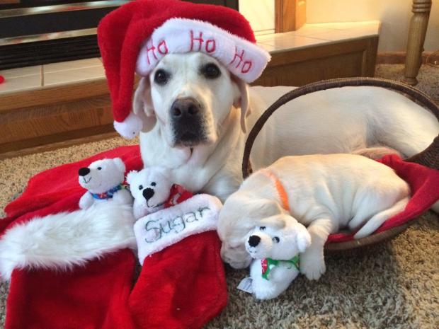 sugar-and-orange-holiday-pic