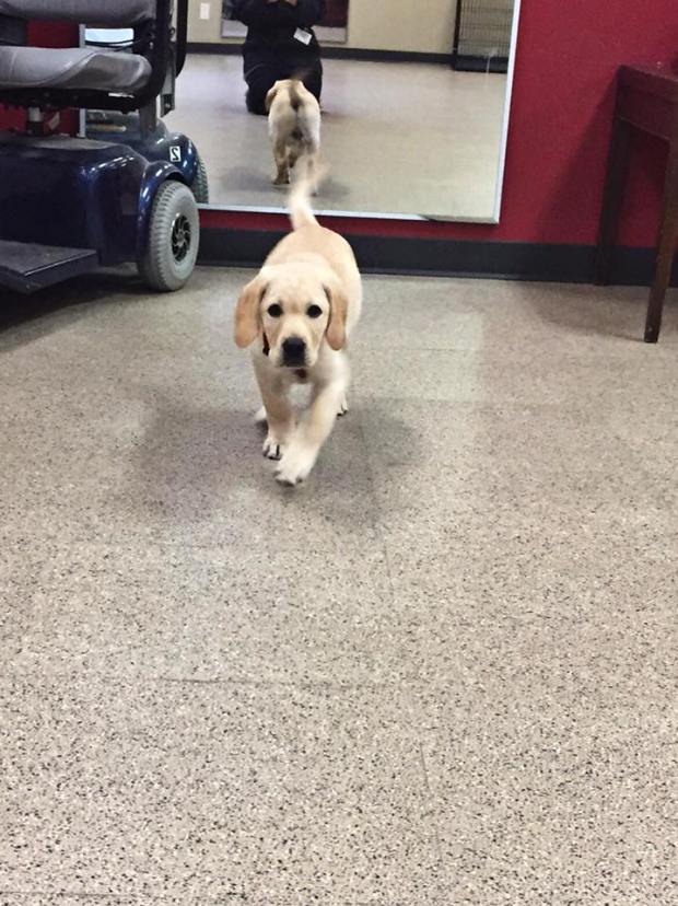 linus-at-work-the-first-day