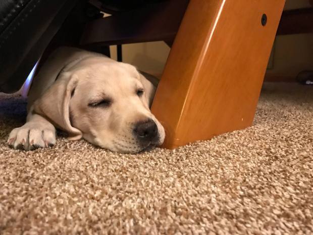 lola-on-her-first-night