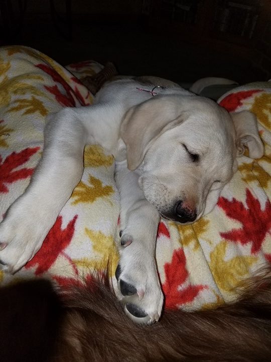 liam-snoozing-in-his-great-start-home