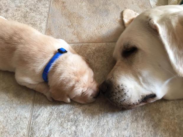 Sugar with Blue puppy