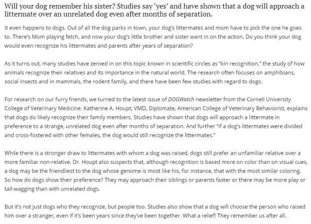 picture of article about dogs remembering relatives