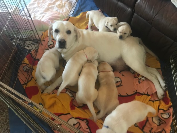 Sugar and the N litter
