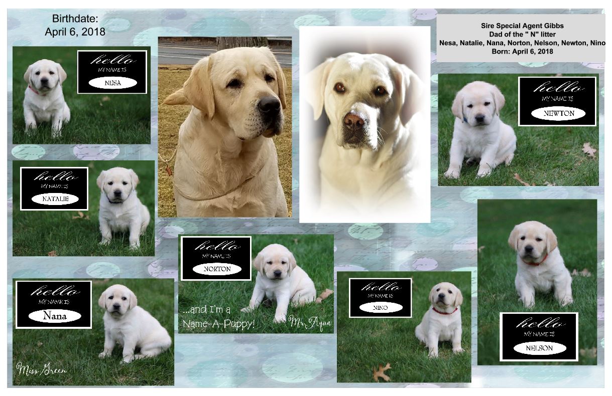 N litter family tree