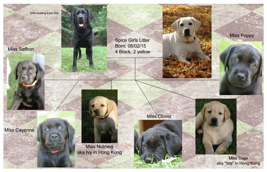 Spice Girls Family Page