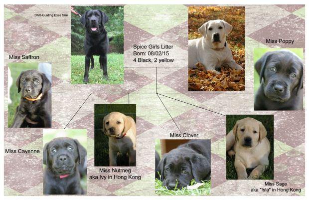 Spice Girls Family Page