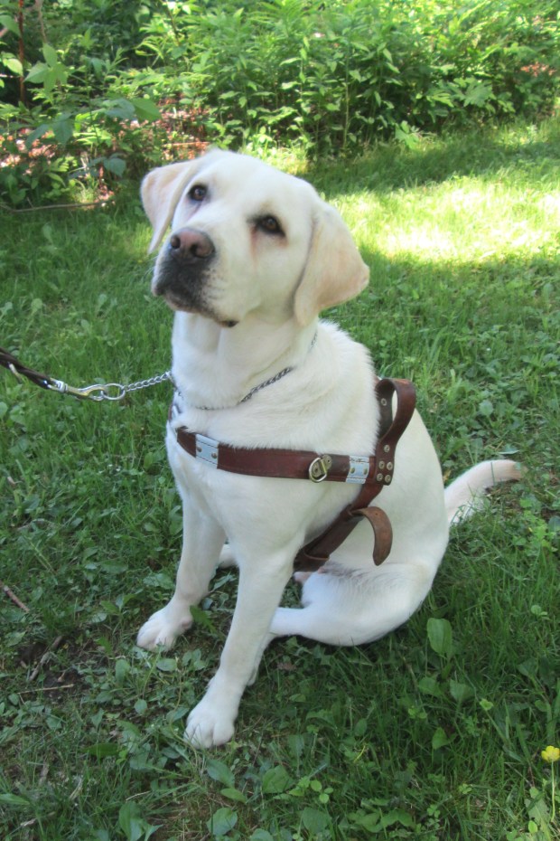 Sugar in her Guiding Eyes harness