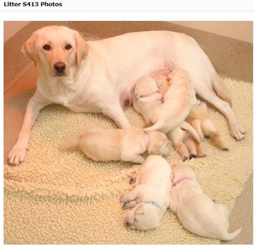 Sugar's litter picture