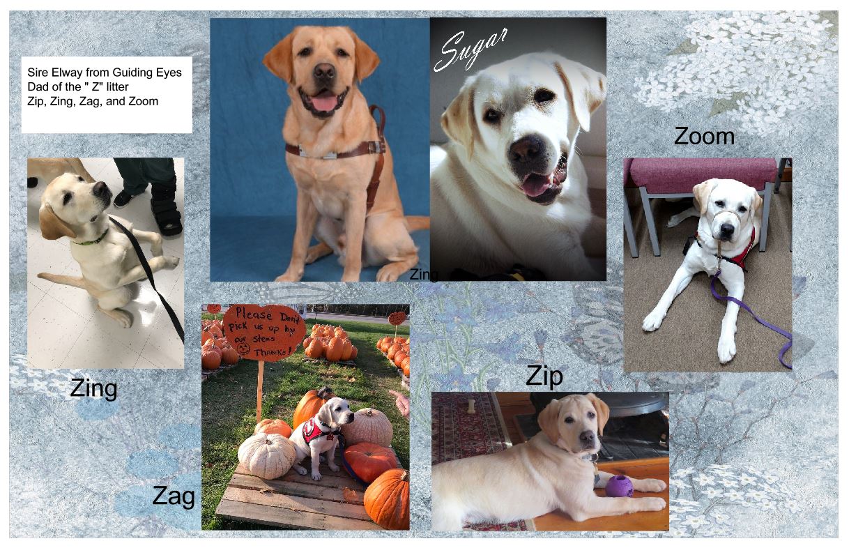 Z litter family tree