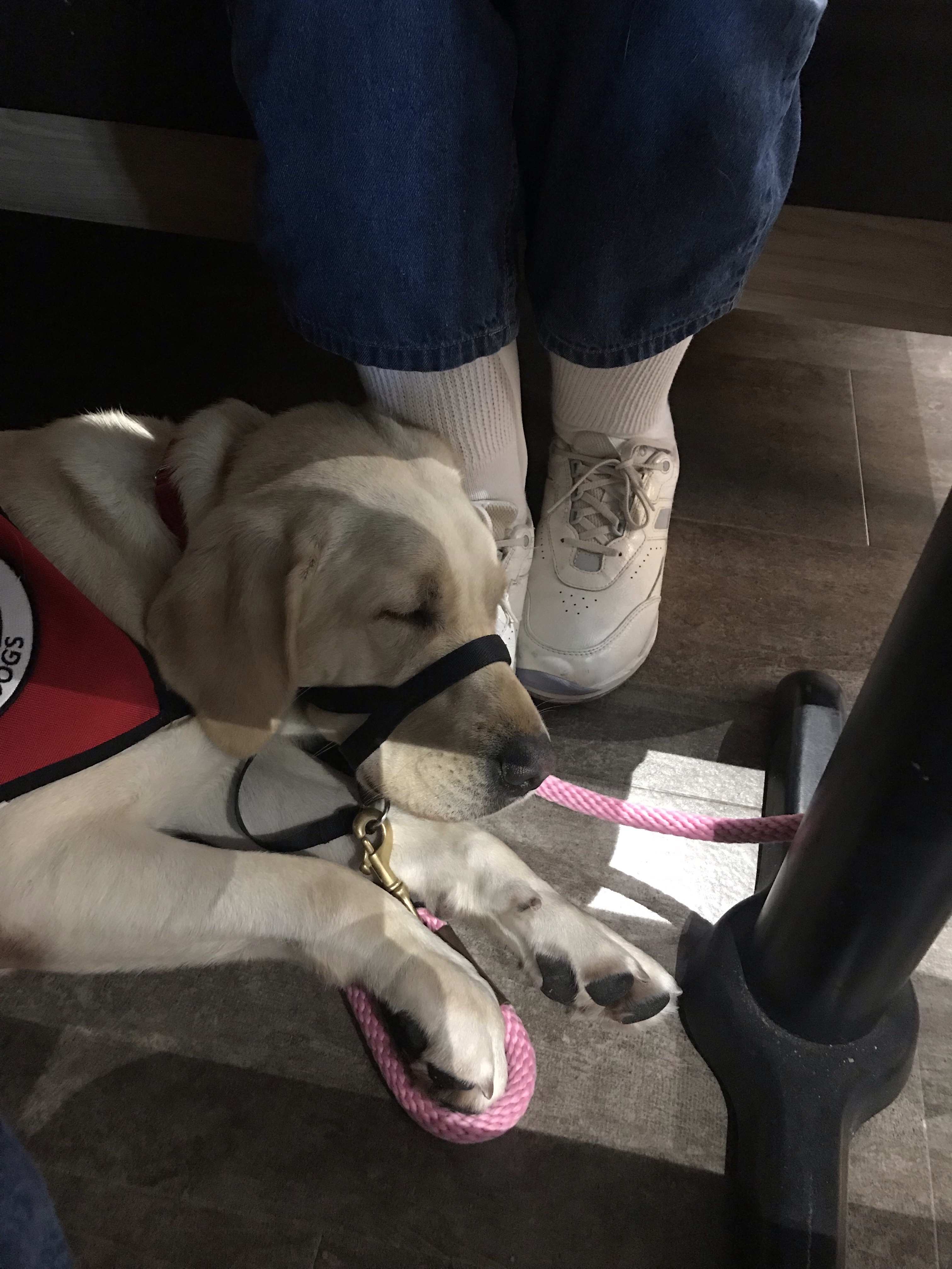 Liam snuggling with his human under the table at lunch!