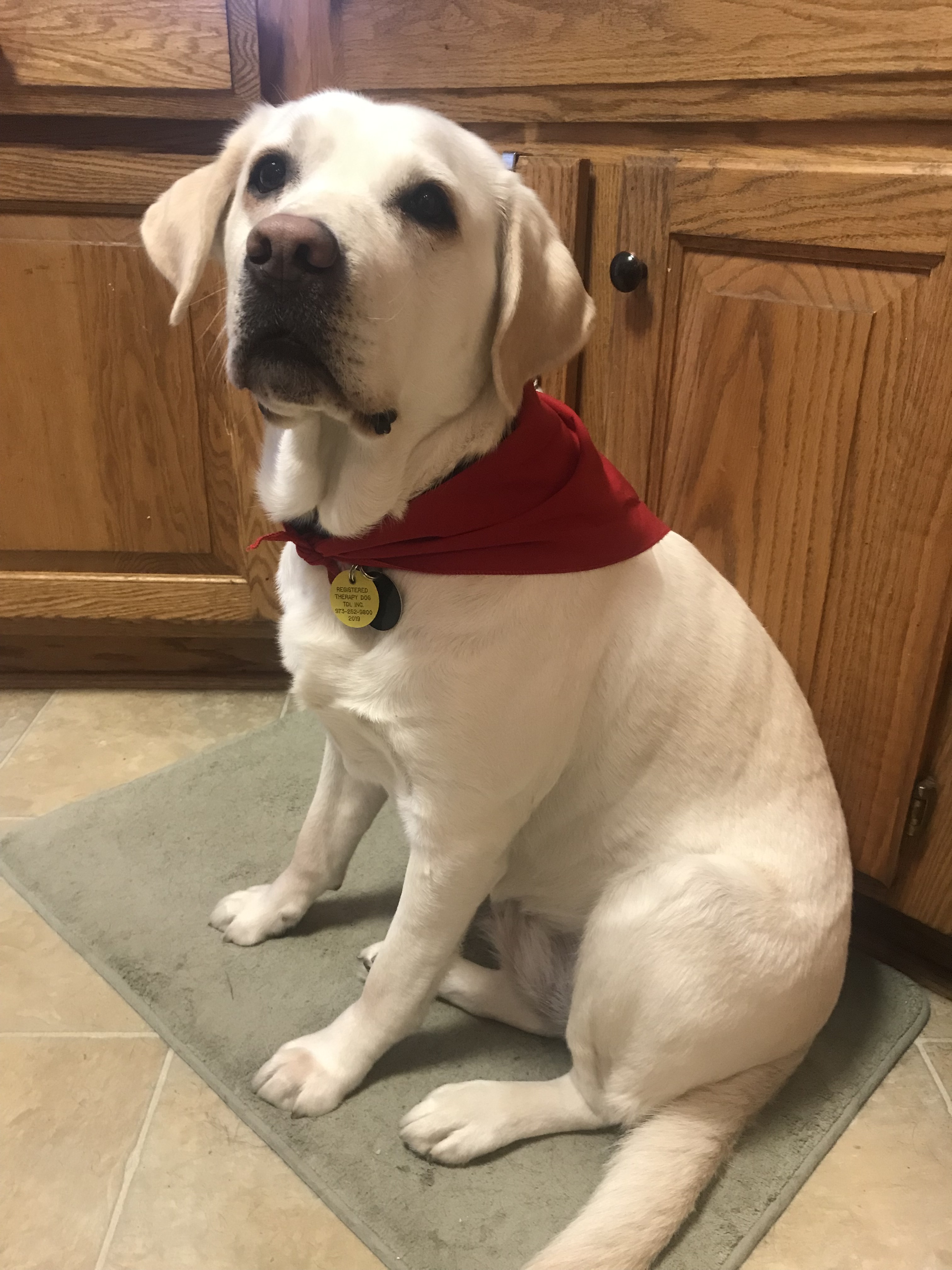 sugar in therapy dog bandana
