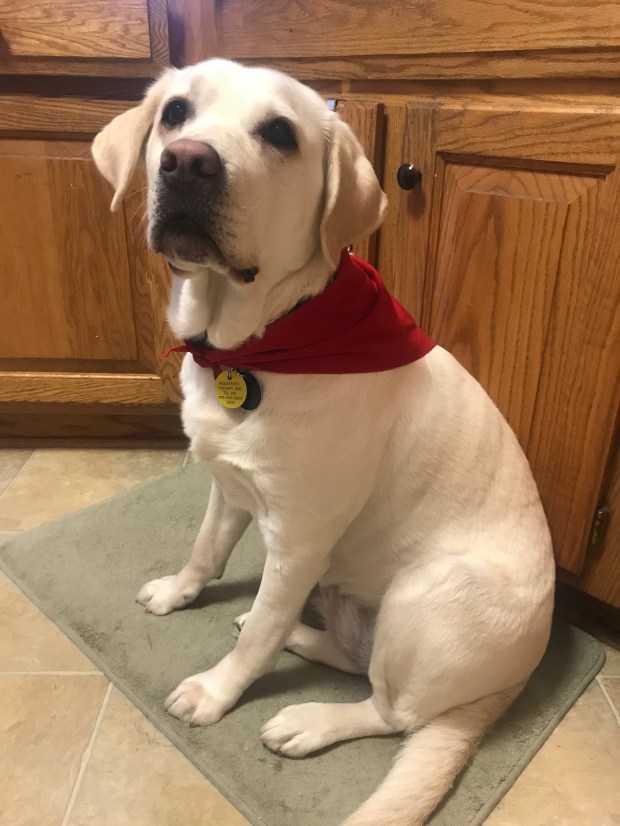 sugar in therapy dog bandana